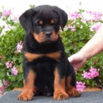 Ziva – Female Rottweiler Puppy for Sale | AKC Registered, Vet Checked