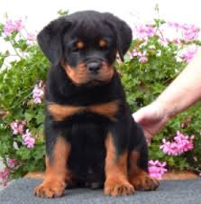 Ziva – Female Rottweiler Puppy for Sale | AKC Registered, Vet Checked