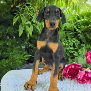 Zoe – Female Doberman Pinscher Puppy for Sale | AKC Registered, Vet Checked