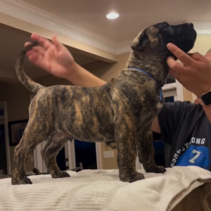 Rex – Male Presa Canario Puppy for Sale | AKC Registered, Vet Checked