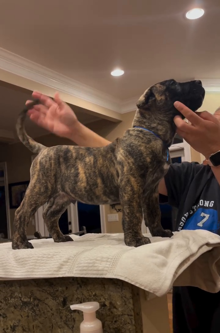Rex – Male Presa Canario Puppy for Sale | AKC Registered, Vet Checked