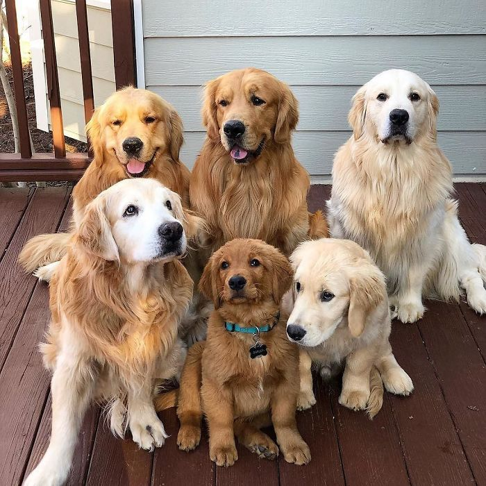 goldendoodle