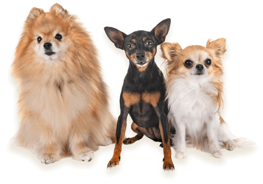 dogs image home.png